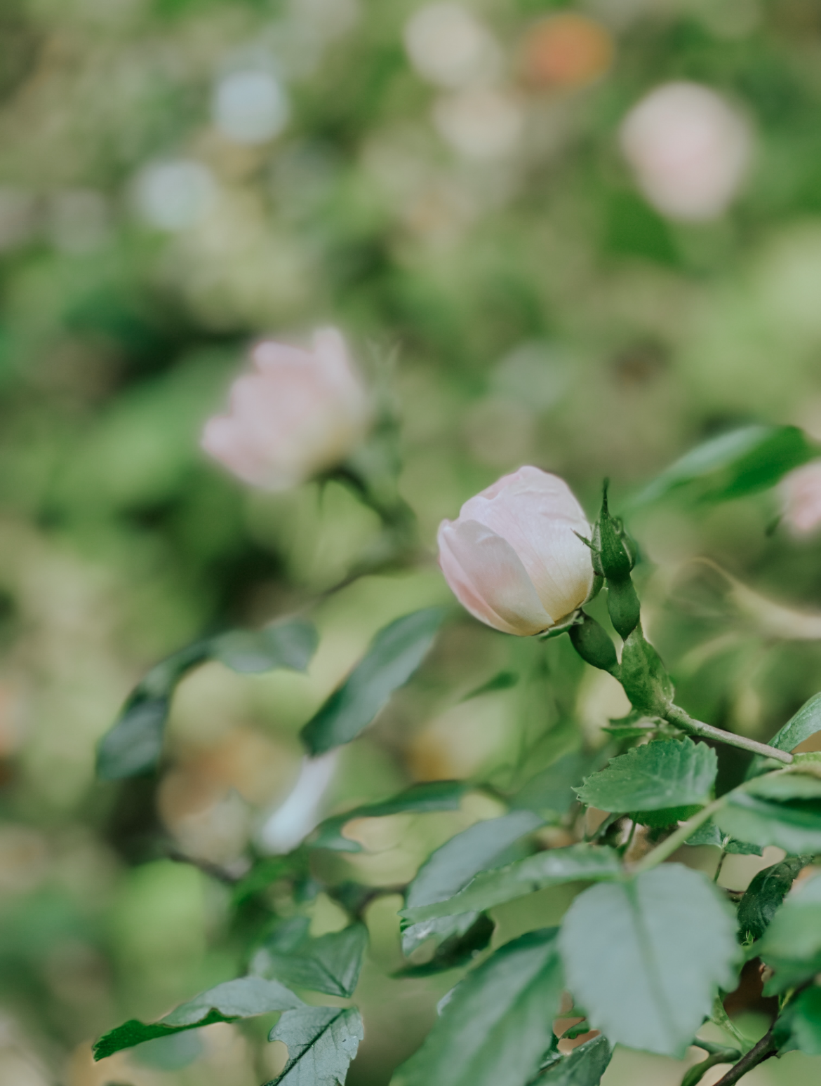 English rose and freshly cut grass. The scent of a summer garden. Luxury scented plant-based candle for your home. 